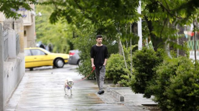 Irani ndalon shëtitjen e qenve në publik