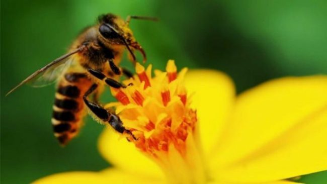 Insektet po zhduken paralajmërojnë shkencëtarët