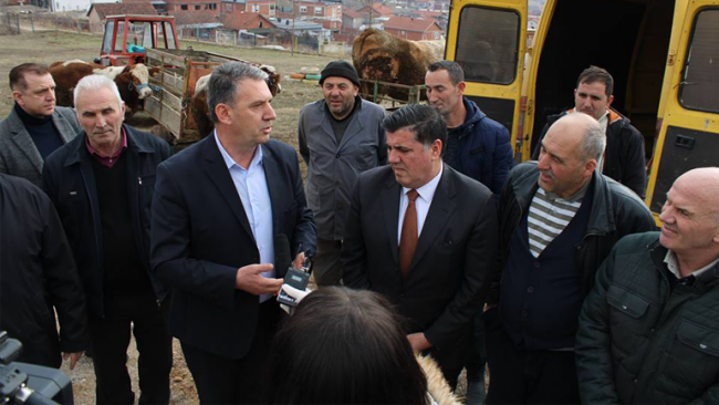 Komuna shpërndan pesë gjedhe të racës simental për farmerët e Gjilanit për përmirësim racor