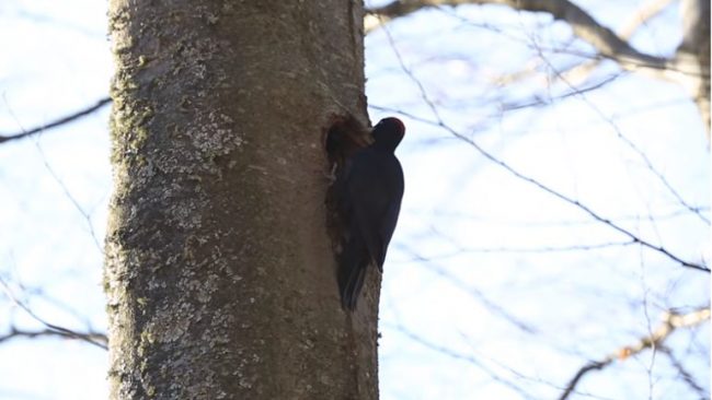 Kamenicë: Qukapiku i Zi – Dryocopus martius (video)