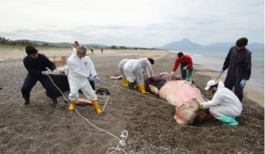 Nxirret balena e ngordhur me stomakun plot plastikë