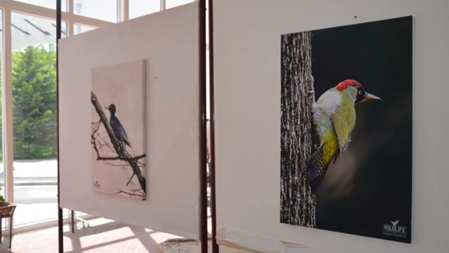 “Wildlife Albanian Photographers” organizuan ekspozitë për promovimin e faunës së trevave shqiptare