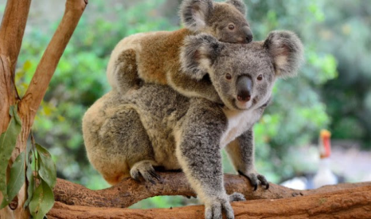 Koala australiane në zhdukje
