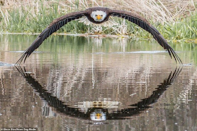 Shqiponja hap krahët para fotografit, krijon imazh të paparë
