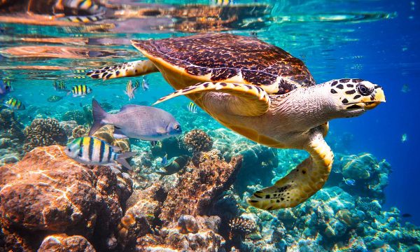 1 milion specie në zhdukje, fajtorë njerëzit
