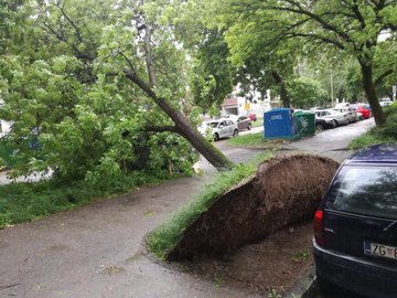Stuhi në Kroaci, era e fuqishme shkul drunjët dhe semaforat