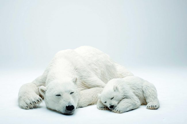 Krijohen arinj polar artificial, qëllimi sensibilizues