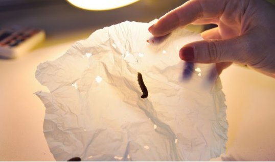 Zbulohet bakteri që ha plastikë