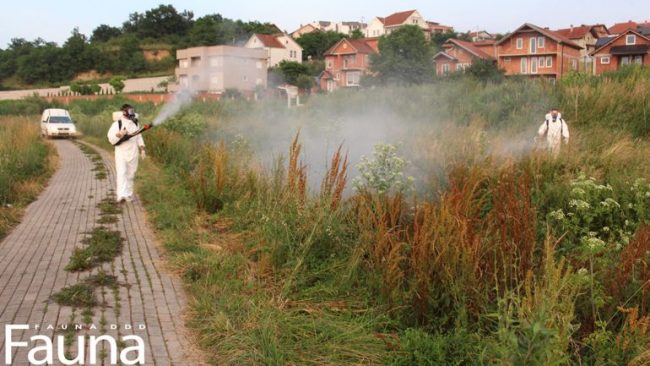 Vazhdon dezinsektimi, sonte në fshatrat përreth Gjilanit