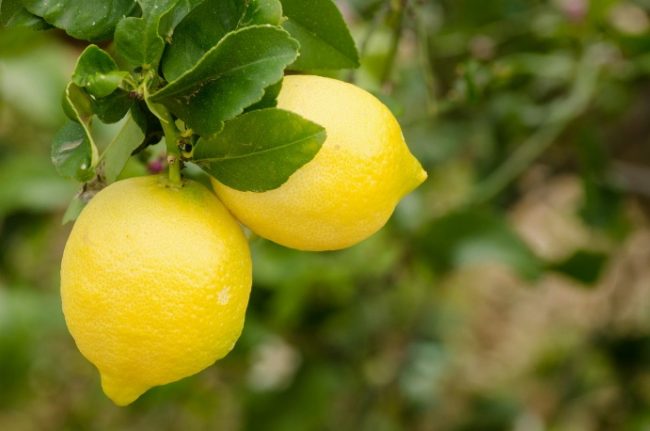 Limoni burim i vitaminës C, eviton sëmundjet e zemrës