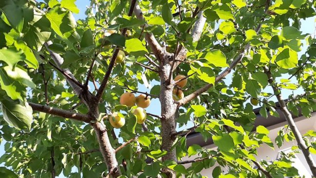 Lëkurë e bukur dhe forcim të shikimit – hani kajsi