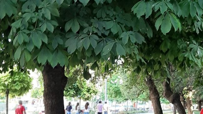 Studiuesit bashkë kundër ngrohjes globale, pemët shpëtimtare