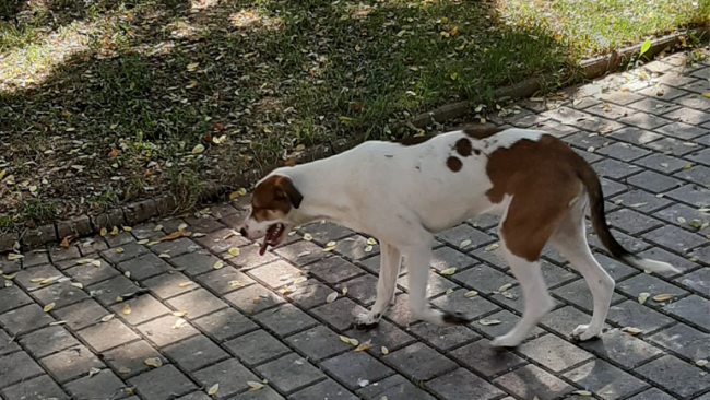 Qeni të sjellë lumturi më shumë se maceja, e thotë studimi