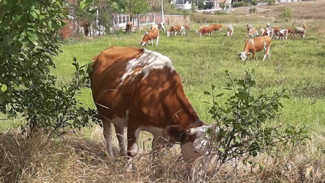 Hajnat ia vjedhin lopën dhe viçin