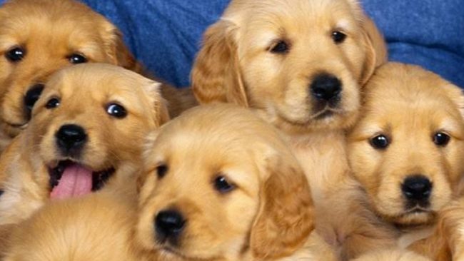 Dita Botërore kundër sëmundjes së tërbimit – përfitoni nga oferta e Fauna-s