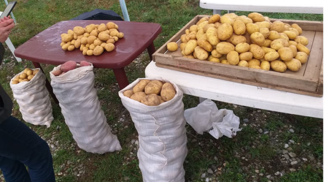 Në Debelldeh të Vitisë u shënua Dita e Patates