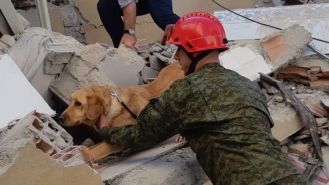 ‘Heroi’ i FSK-së: Qeni i trajnuar shpëton tre persona në Shqipëri