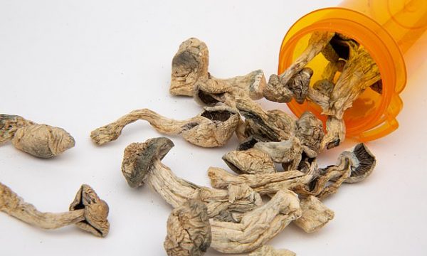 Trajtimi më i ri për depresionin, gjendet tek këto kërpudha magjike