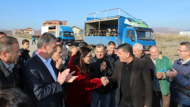 Kida Gërguri: Nuk ka asnjë shkelje në projektin e shpërndarjes së 35 lopëve qumështore
