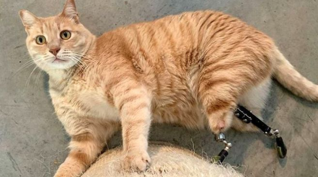 Humbi gjymtyrët në aksident, macja me këmbë protezë fiton zemrat e gjithë njerëzve
