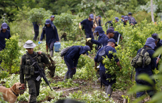 Kolumbia asgjëson 100 mijë hektarë plantacione të bimëve narkotike