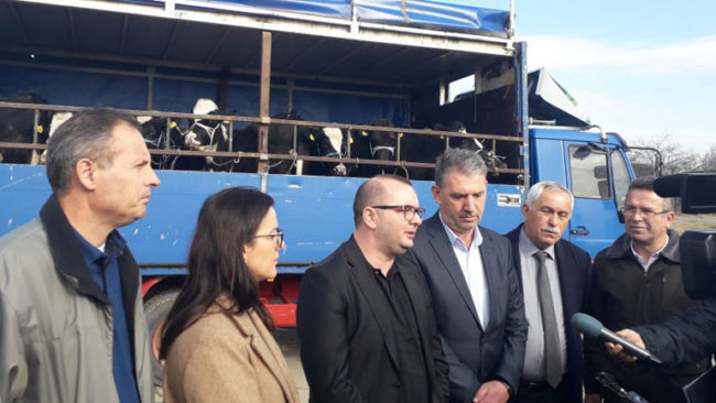 Gjilani shpërndan 31 mëshqerra për blegtorët