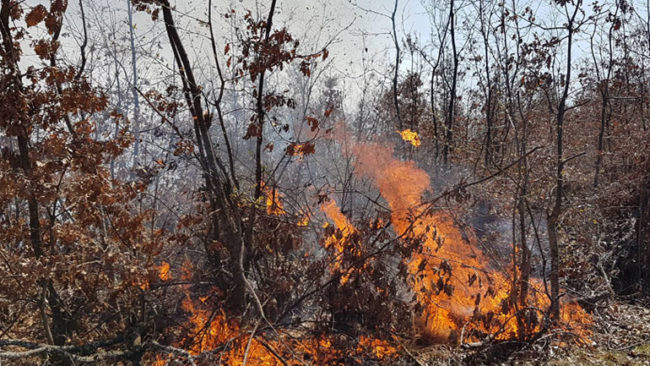 Gjilan: Zjarri “përpiu” dhjetëra hektarë male  (VIDEO)