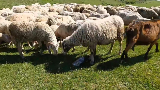 Kryetari i Kamenicës, viziton fermerin që ushtron veprimtarinë e blegtorisë