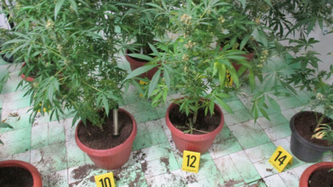 Policia zbulon vendin ku kultivoheshin bimë, dyshohet të jenë kanabis-sativa (FOTO)