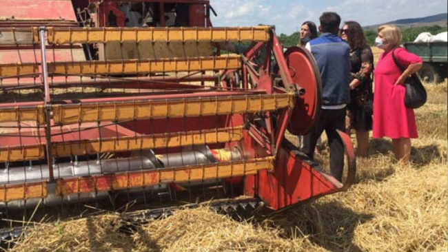 Rendimentet e grurit në komunën e Vitisë sivjet janë të kënaqshme
