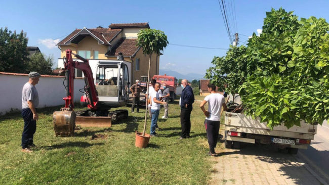 Në Sllatinë të Epërme të Vitisë po mbillen pemë dekorative