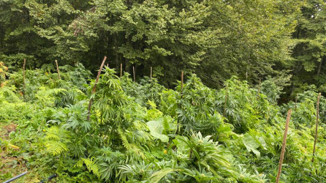 Zbulohen dhe shkatrrohen plantacione me bimë të dyshuara narkotike në zonën kufitare