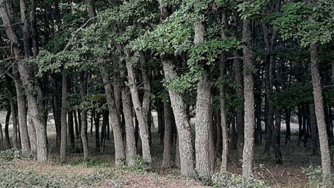Kamenicë: Vdekje aksidentale në pyll