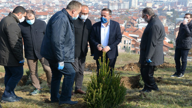 Në Gjilan mbillen 1 mijë fidane