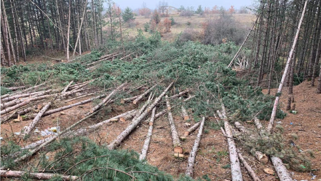 Kryetari i Kamenicës sqaron prerjen e pishave në Karaçevë të Epërme