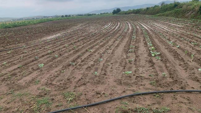 Dalin në terren për të vlerësuar dëmet e shkaktuar pas reshjeve të shiut e breshrit