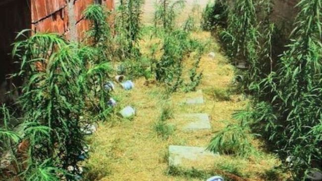 Policia e Kosovës konfiskon bimë të dyshuara të llojit Kanabis Sativa
