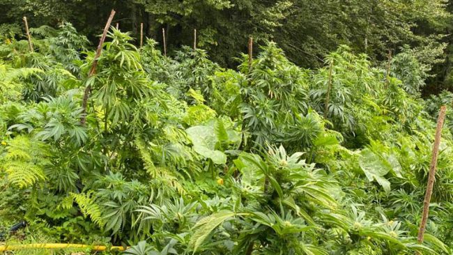 Policia kufitare zbulon dhe më pas i shkatërron dy parcela me bimë narkotike kanabis sativa