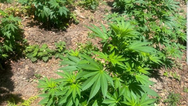 Policia Kufitare arreston një të dyshuar për kultivim të bimëve narkotike