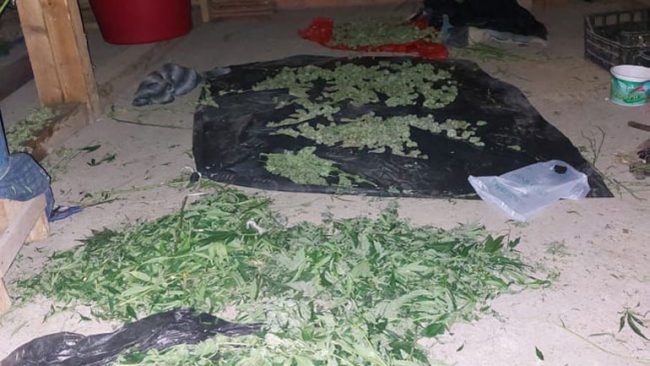 Policia arreston një person të dyshuar dhe konfiskon 11 kilogramë substancë të dyshuar narkotike të llojit ‘marihuanë’