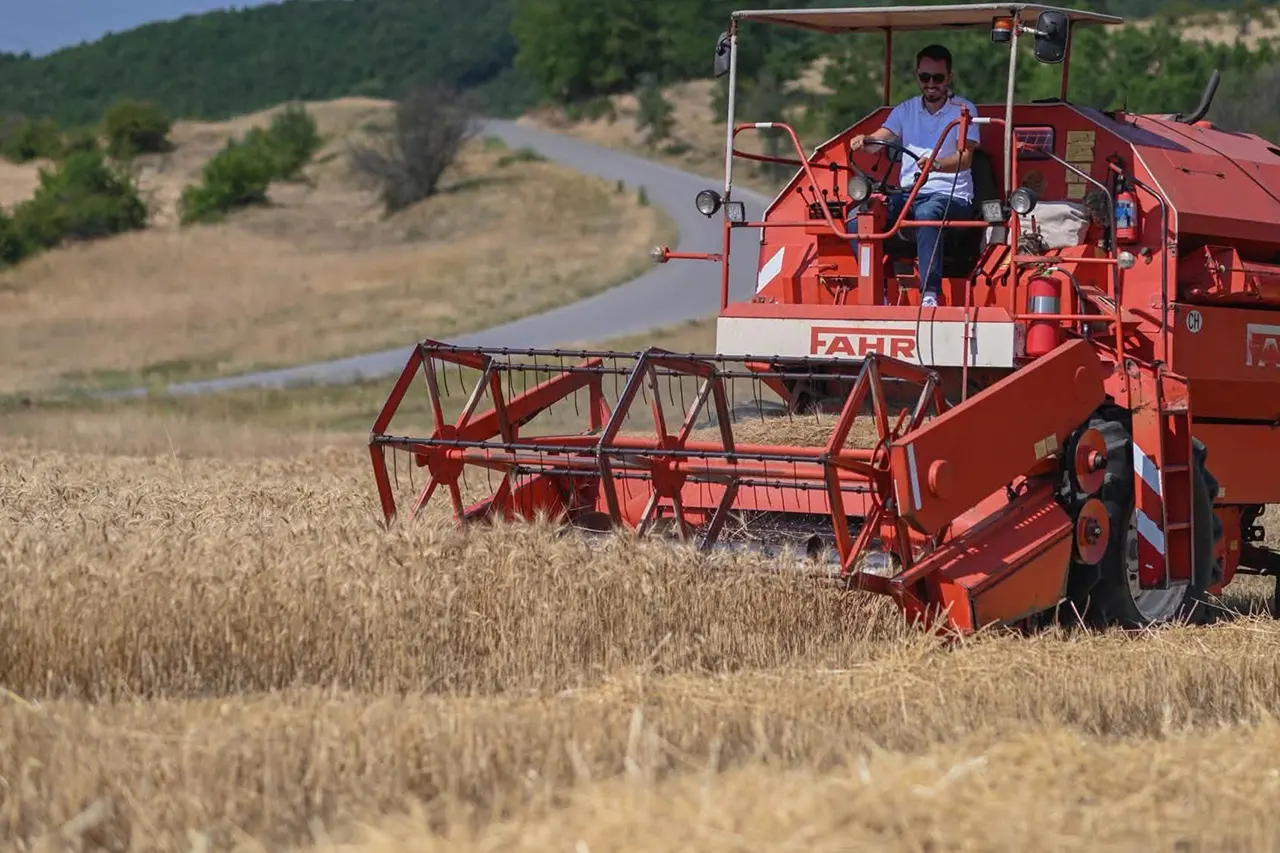 Kreu i Kamenicës sheh nga afër ecurinë e korrjes së grurit në Dajkoc