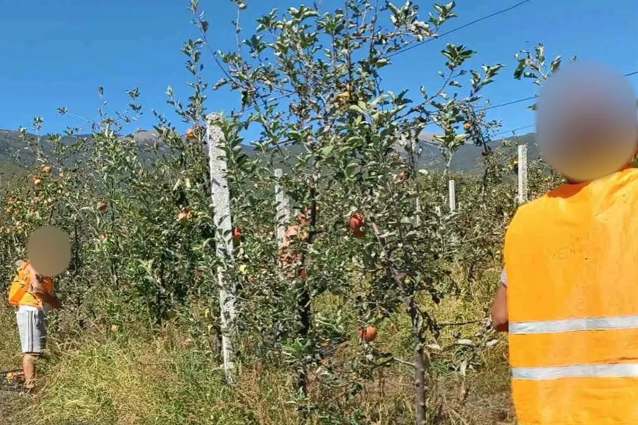 Ka filluar vjelja e mollëve në Qendrën Korrektuese të Dubravës
