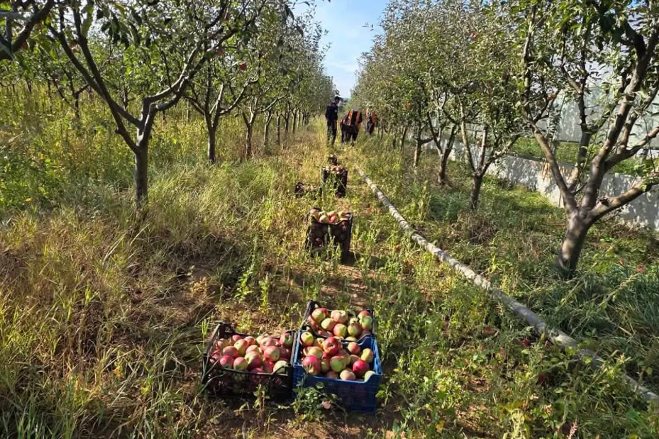 Në Qendrën Korrektuese në Smrekonicë ka filluar vjelja e mollëve dhe nxjerrja e patates