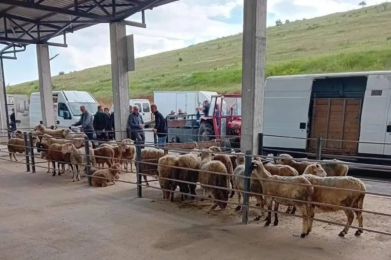 Bajram Isufi: Tregu i kafshëve,  kushte të reja, trajtim human dhe kujdes për mjedisin!